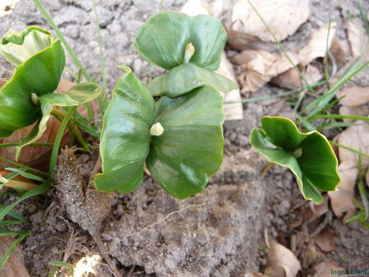 Fagus spec. (10 Arten)