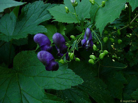 SEHR STARK GIFTIG:  Garten Eisenhut / Aconitum carmichaelii