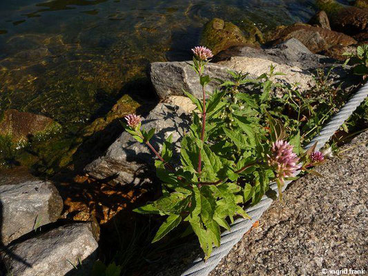 Eupatorium cannabinum / Gewöhnlicher Wasserhanf    (08.09.2012; am Neckar in Heidelberg)