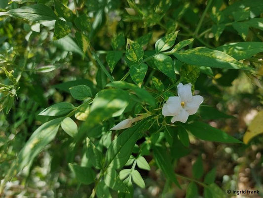 Jasminum officinale / Echter Jasmin