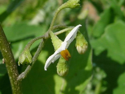 Solanum nigrum - Schwarzer Nachtschatten    VI-X
