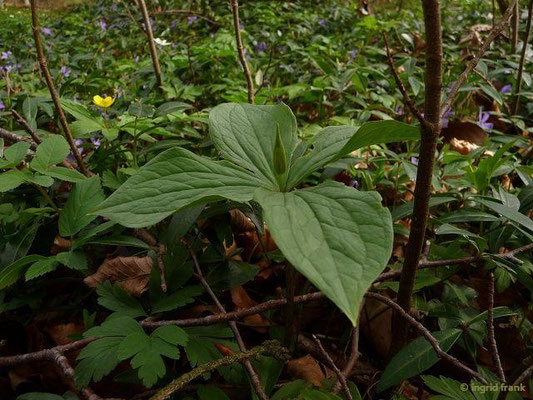 Paris quadrifolia / Einbeere  (03.04.2016; an der Argen bei Schloss Achberg)