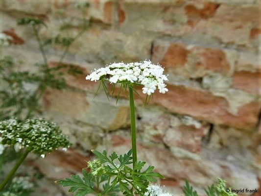 Aethusa cynapium / Hunds-Petersilie