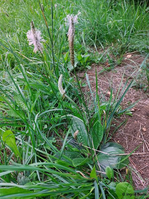 Plantago media / Mittlerer Wegerich   (08.08.2023; Beutenlay bei Münsingen)