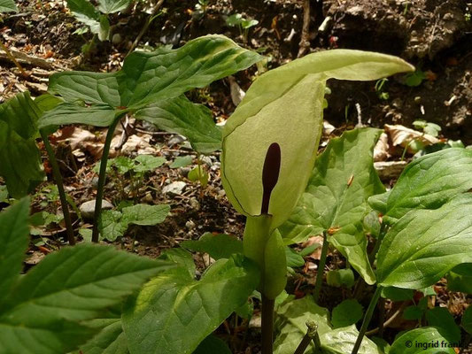 Arum maculatum / Gefleckter Aronstab