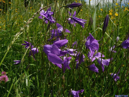 Campanula rapunculus / Rapunzel-Glockenblume    VI-VIII