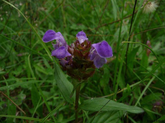 Prunella grandiflora / Großblütige Braunelle