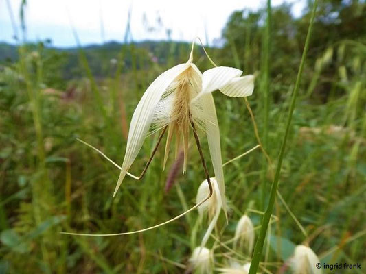 Lygeum spartum - Espartogras (Toskana)