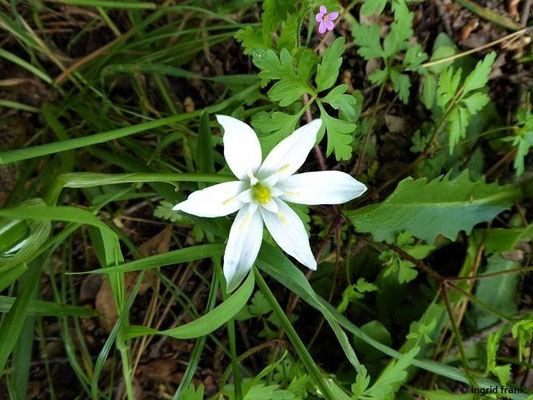 Ornithogalum umbellatum / Doldiger Milchstern    (30.04.2019; Italien, Toskana, bei Lucca)
