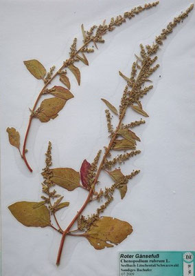 Chenopodium rubrum / Roter Gänsefuß    (Herbarium Dr. Wolf von Thun)