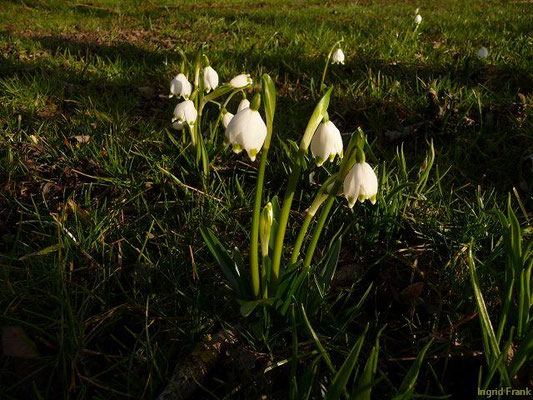 Leucojum spec. (10 Arten)