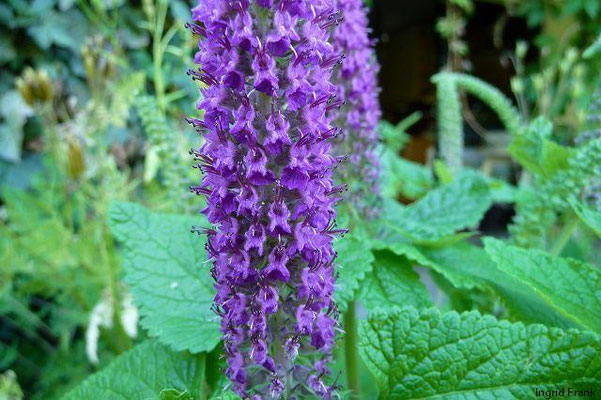 Teucrium hyrcanicum - Kaukasischer Gamander (Vielen Dank für die Bestimmungshilfe an Wolfgang Balzereit)