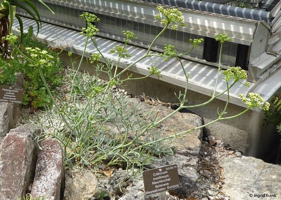 Crithmum maritimum / Gewöhnlicher Meerfenchel   (soll nur auf Helgoland vorkommen) (30.07.2022;Botanischen Garten der Univerität Basel)