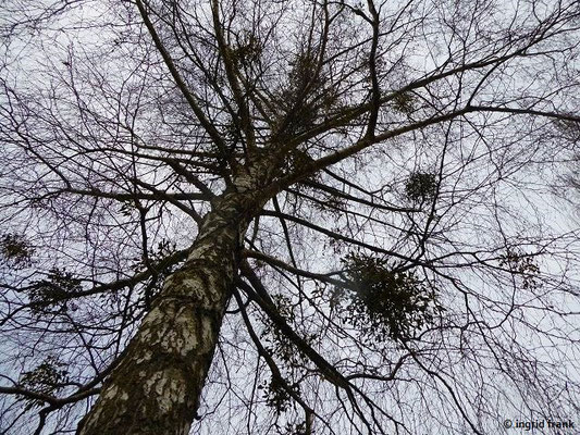 Betula pendula / Hänge-Birke, Gewöhnliche Birke