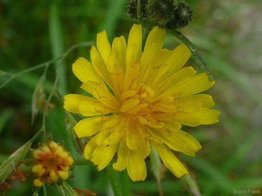 Crepis capillaris - Grüner Pippau