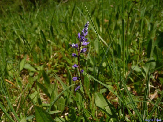 Polygala amarella / Sumpf-Kreuzblümchen    IV-VI