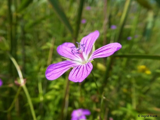 Geranium palustre / Sumpf-Storchschnabel    VI-IX