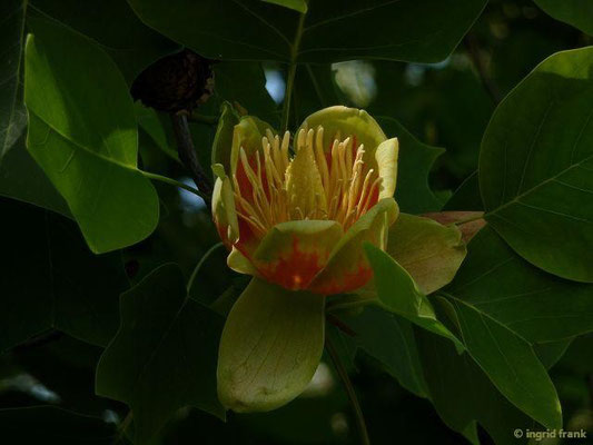 Liriodendron tulipifera - Tulpenbaum (Vorgarten im Bodenseekreis)