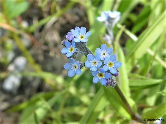 Myosotis arvensis / Acker-Vergissmeinnicht; Neophyt in der austral-circumpolaren Zone und im submeridionalen bis borealen Amerika