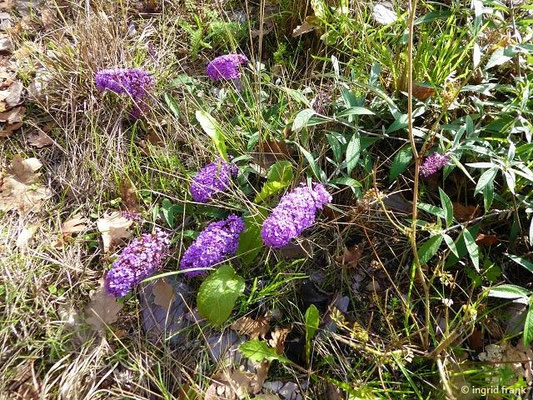 Buddleja davidii / Schmetterlingsstrauch   (Graue Liste der Invasiven Neophyten)