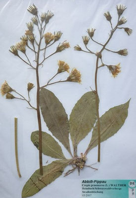 Crepis praemorsa / Abbiss-Pippau   (05/2007; Heimbach Schwarzwaldvorberge)   (Herbarium Dr. Wolf von Thun)