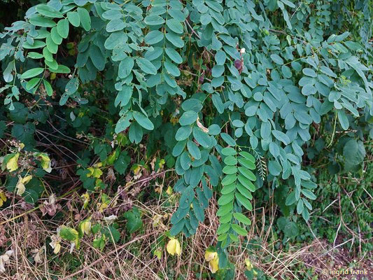 Robinia pseudoacacia / Gewöhnliche Robinie    (15.07.2023; NSG Sandhausener Dünen, Pflege Schönau-Galgenberg)