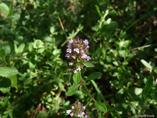 Thymus pulegioides / Arzneithymian; Neophyt im submeridionalen bis temperierten Amerika