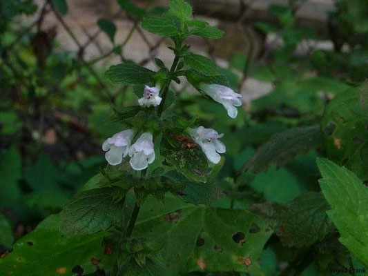 Melissa officinalis / Zitronen-Melisse
