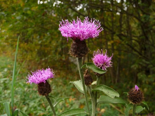 Centaurea nemoralis / Hain-Flockenblume