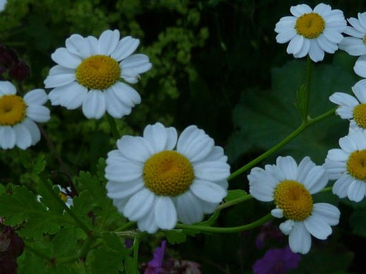 Tanacetum parthenium - Mutterkraut
