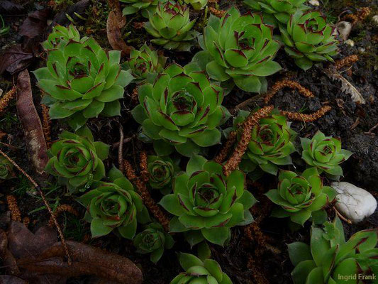 Sempervivum tectorum / Dach-Hauswurz
