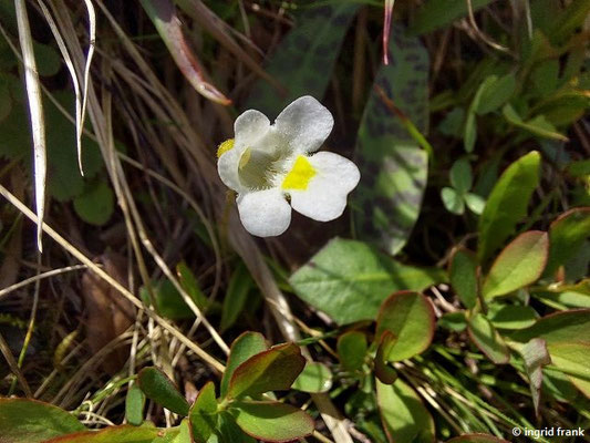 Pinguicula alpina / Alpen-Fettkraut   (29.06.2024; Steiermark, Schladming, Planai)