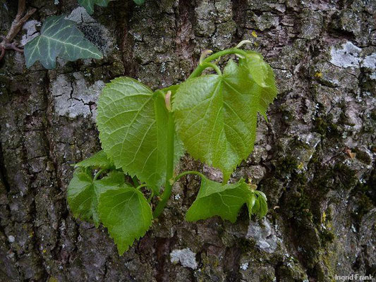 11.04.2011-Tilia platyphyllos - Sommer-Linde