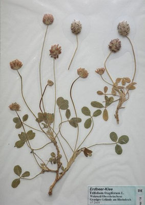 Trifolium fragiferum / Erdbeer-Klee (07/2005; Weisweil, Oberrheinebene)  (Herbarium Dr. Wolf von Thun)