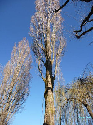 Populus nigra / Schwarz-Pappel