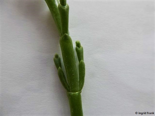 Salicornia europaea / Gewöhnlicher Queller, Meeresspargel