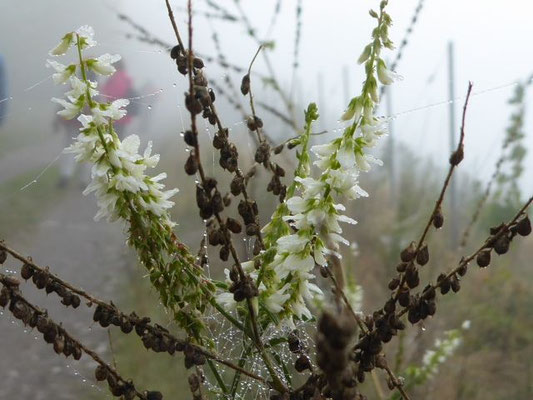 Melilotus albus / Weißer Steinklee