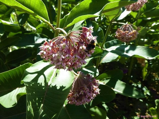 Asclepias syriaca / Gewöhnliche Seidenpflanze  (Syringa - Kräutergarten in Hilzingen)
