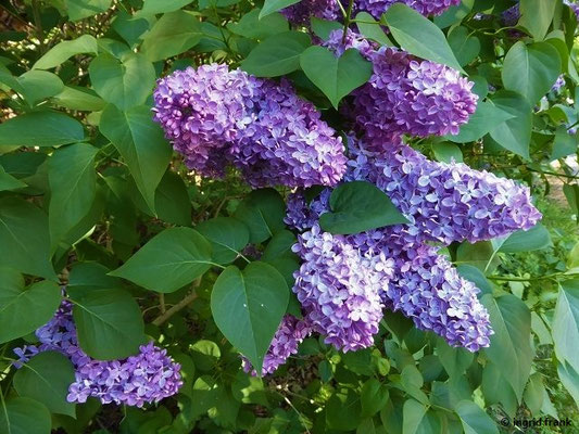 Syringa vulgaris / Flieder