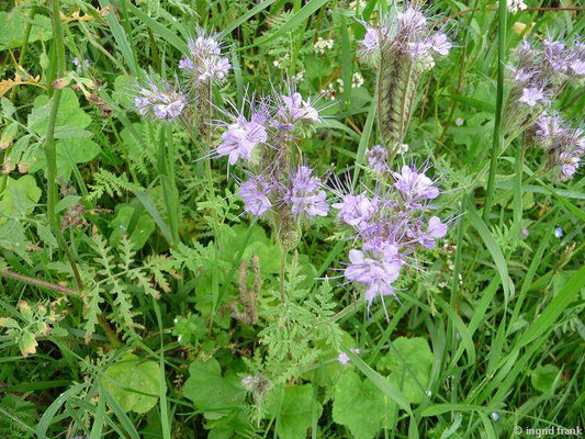 Phacelia spec. (150 Arten)