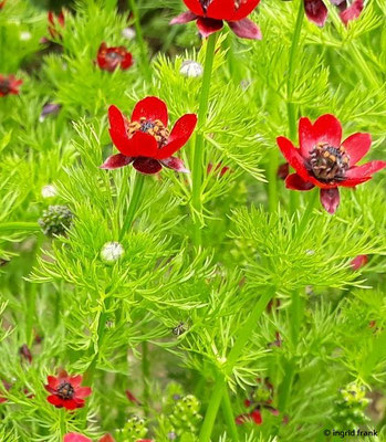 Adonis flammea / Flammen-Adonisröschen (23.05.2018; Botanischer Garten Ulm)