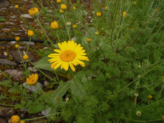 Anthemis tinctoria / Färber-Hundskamille    VI-IX