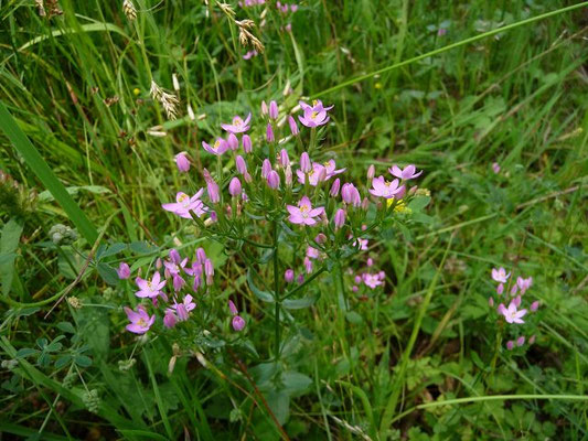 Centaurium erythraea / Echtes Tausengüldenkraut