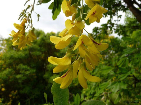 Laburnum anagryoides - Gewöhnlicher Goldregen