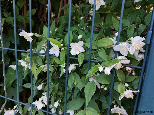 Philadelphus coronarius / Falscher Jasmin, Großer Pfeifenstrauch (12.05.2026; Trentino, Valsugana)