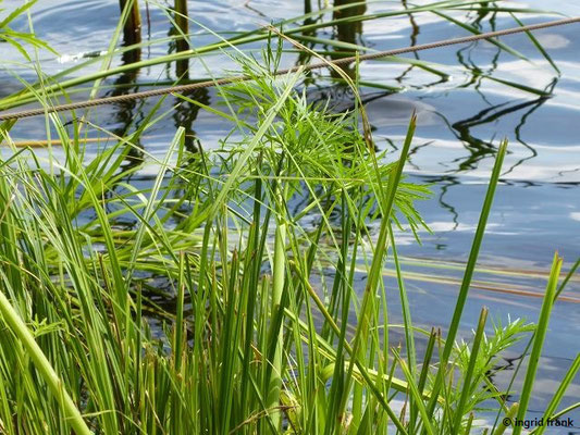 Scirpus radicans / Wurzelnde Simse    VI-VII