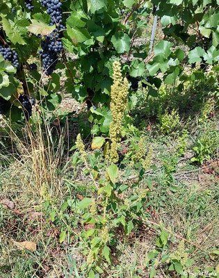 Amaranthus retroflexus / Zurückgebogener Amaranth