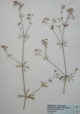 Galium pumilum / Heide-Labkraut    VI-VIII  (Herbarium Dr. Wolf von Thun)