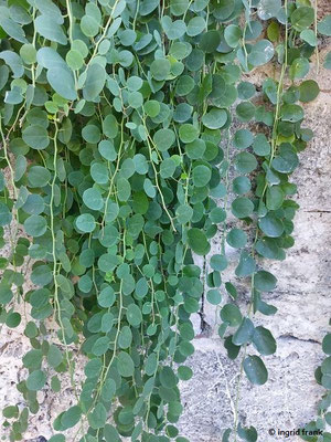Capparis spinosa / Echter Kapernstrauch