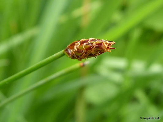 Eleocharis spec. (200 Arten)